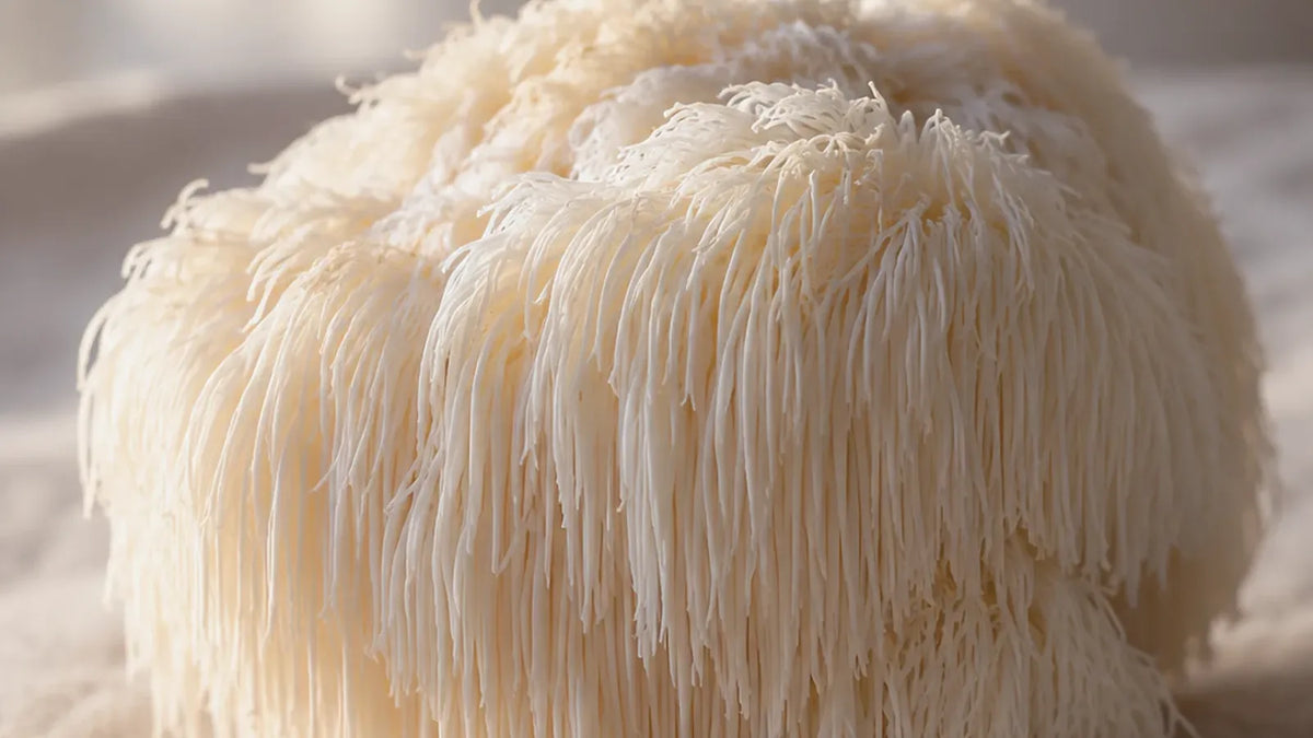 A fresh lion’s mane mushroom on linen